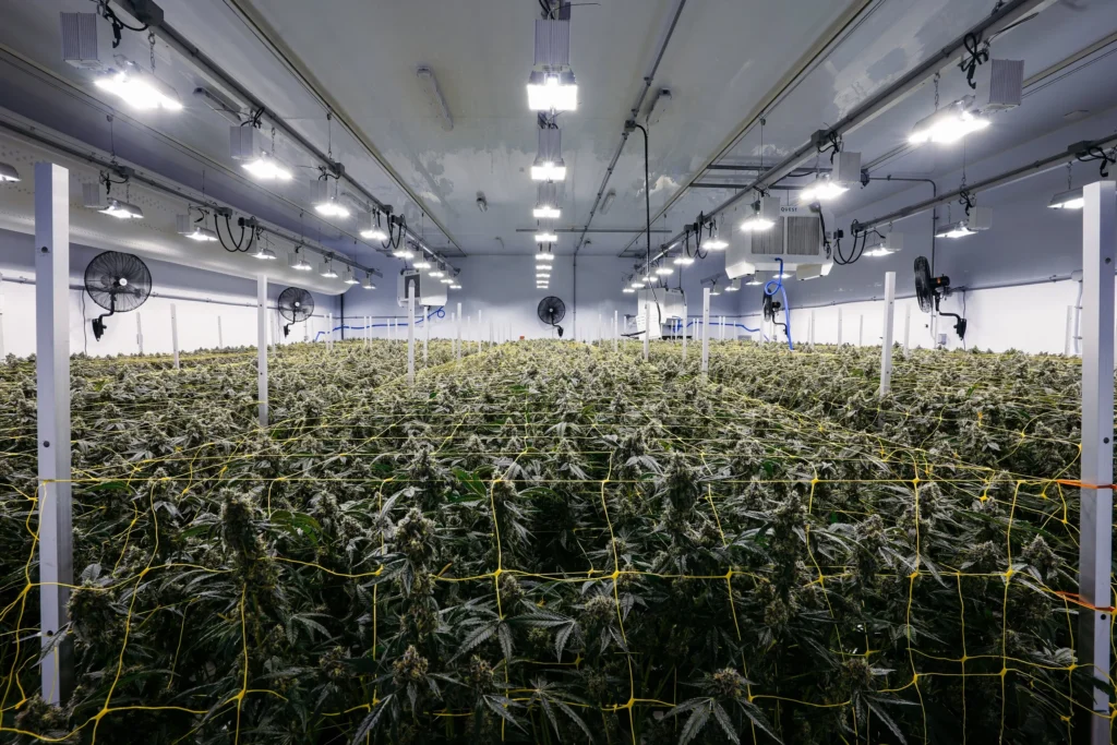 Genotypes VS Phenotypes