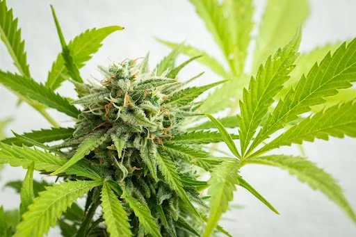 5 variétés Indica à forte teneur en THC à découvrir au Canada | Aperçu 2025