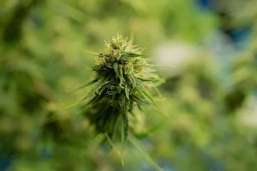 Top 5 variétés Sativa et hybrides à dominance Sativa en 2025