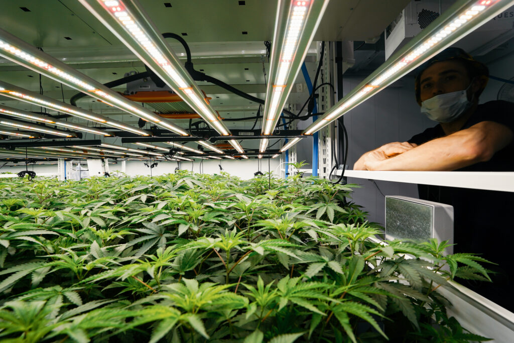 Top 10 meilleures variétés de weed de 2026 – Lot420