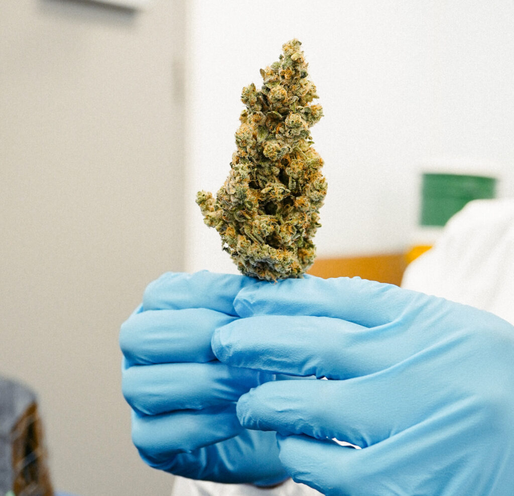 Canadian Cannabis: The Complete Guide from a Licensed Producer